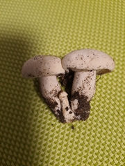 Calocybe