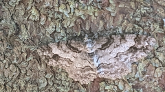 Paradarisa consonaria