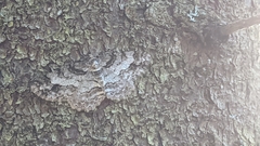 Paradarisa consonaria