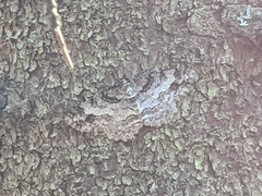 Paradarisa consonaria