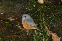 Forest Rock-Thrush photo 5