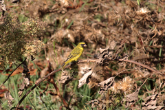 Crithagra citrinelloides