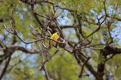 Crithagra citrinelloides