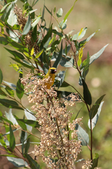 Crithagra citrinelloides