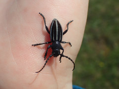 Dorcadion fuliginator