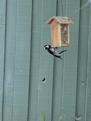 Melanerpes formicivorus