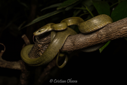 Green Rat Snake