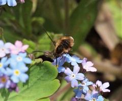 Bombylius major
