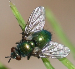 Gymnocheta