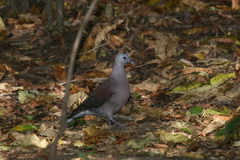 Nesoenas picturatus
