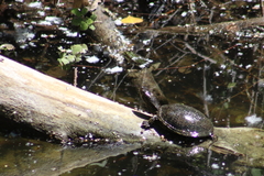 Emys orbicularis hellenica