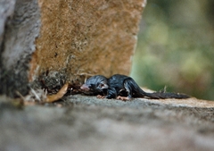 Graphiurus murinus