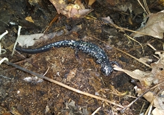 Plethodon kisatchie