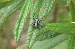 Pholidoptera