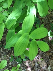 Uvularia