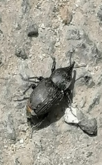 Sphenophorus striatopunctatus