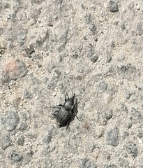 Sphenophorus striatopunctatus