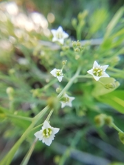 Thesium divaricatum