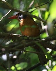 Actenoides monachus capucinus