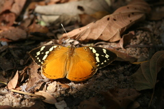 Aterica rabena