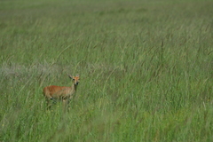 Raphicerus campestris neumanni