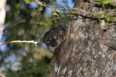 Lepilemur hubbardorum