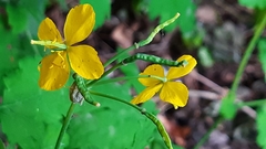 Chelidonium majus