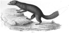 Brown-Tailed Mongoose photo 4