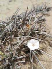 Convolvulus caput-medusae