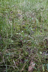 Sericocarpus rigidus