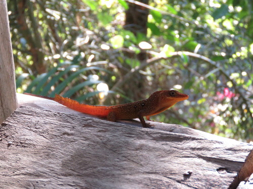 Dominican Anole