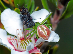 Australomisidia rosea