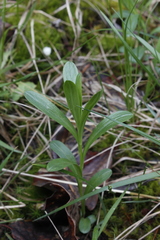 Sericocarpus rigidus