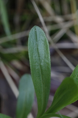 Sericocarpus rigidus