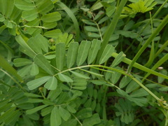 Securigera securidaca