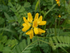 Securigera securidaca