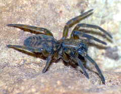 Amaurobioides litoralis