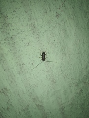 Periplaneta