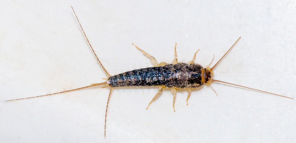 Long-tailed Silverfish (Insects of Casey, VIC, AU) · iNaturalist