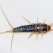 Long-tailed Silverfish - Photo (c) Simon Grove, some rights reserved (CC BY-NC), uploaded by Simon Grove (TMAG)