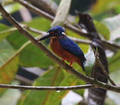 Alcedo atthis hispidoides