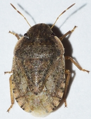 Sciocoris helferii