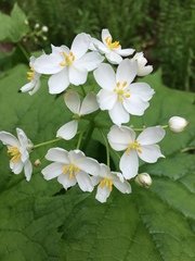 Diphylleia