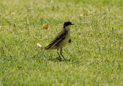 Motacilla flava feldegg