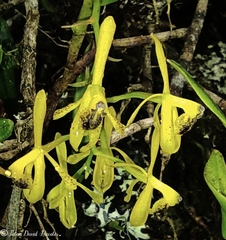 Epidendrum erosum