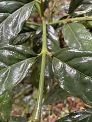 Mitriostigma axillare