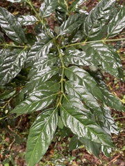 Mitriostigma axillare