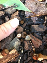 Cyathus striatus