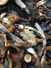 Cyathus striatus