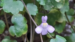 Cymbalaria muralis